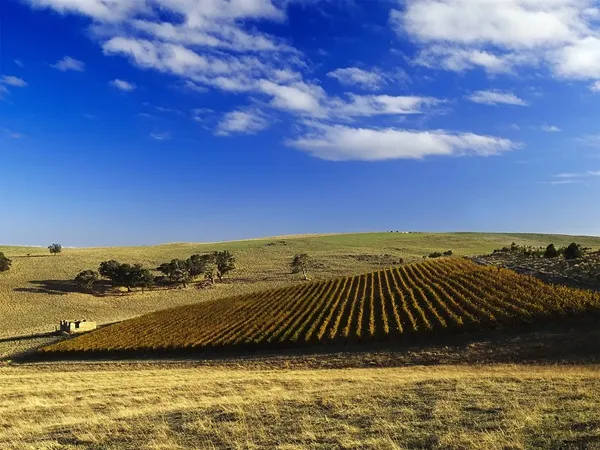 Rượu vang Grosset Springvale Riesling Clare Valley 2 Gaia Vineyard scaled 1