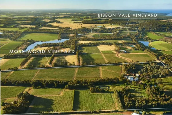Moss Wood vineyard 2
