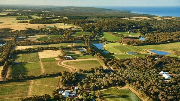 Moss Wood vineyard
