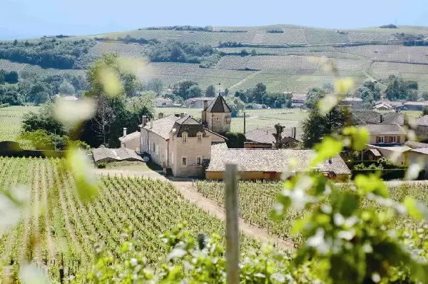 Rượu vang Chateau Fuisse Bourgogne Blanc 2 chateau fuisse winery