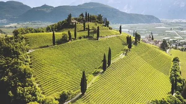Domaine Laroche Vineyard