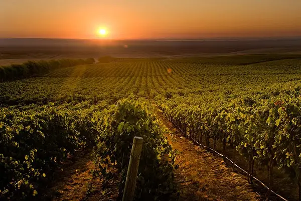 Rượu vang Chateau Ste Michelle Chardonnay 2 Columbia Crest Columbia Crest