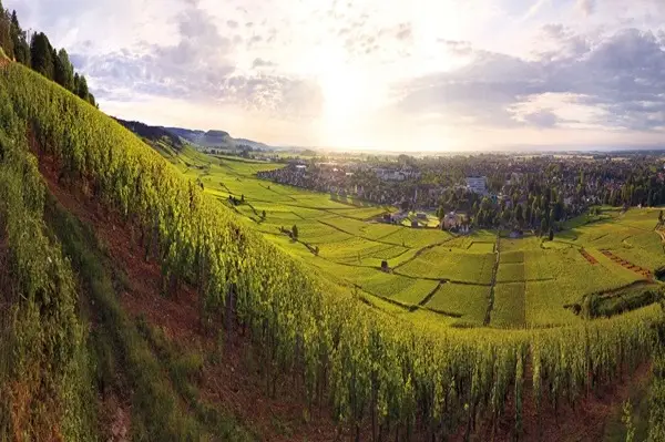 Bellene Vineyard