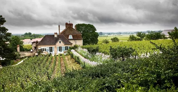 Domaine de lArlot Vineyard