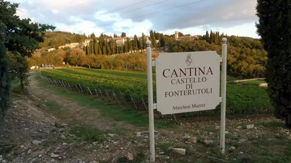 Marchesi Mazzei vineyard