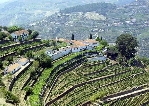 Tokay Hungary winery
